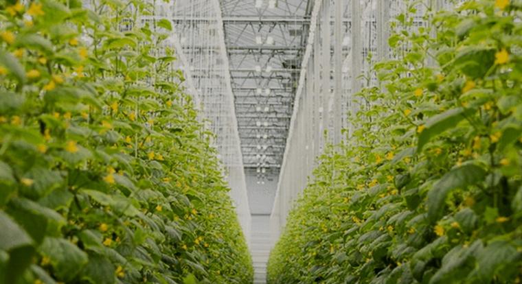 Okos fény az üvegházban: dinamikus LED-rendszer optimalizálja a zöldségtermesztést