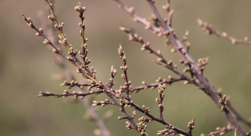 Zsigó György üzenete a kertészkedőkhöz: