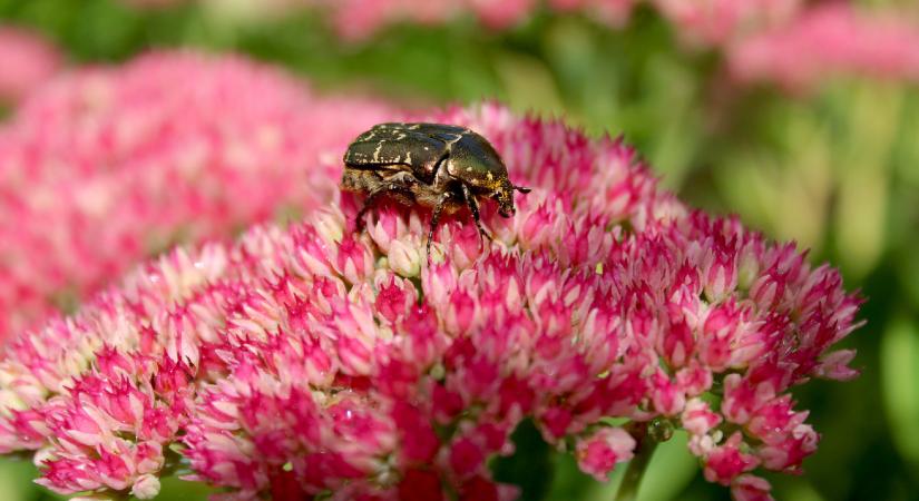 Változik a növényvilágunk