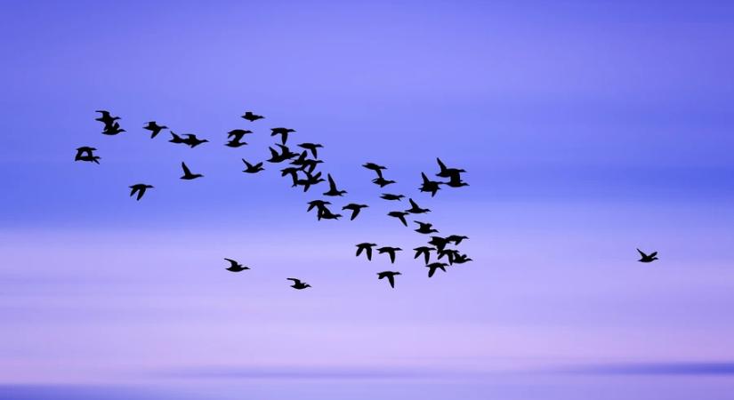 Saját tükörképükre támadó madarakra figyelmeztet az MME