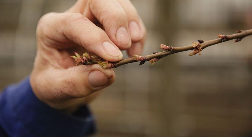 Veszélyben a kajszibarack és több különleges gyümölcs is