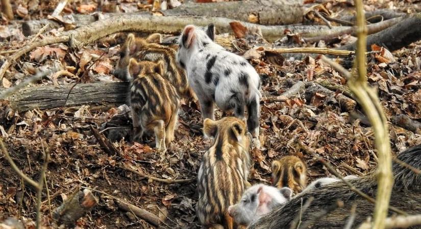 Fekete-fehér foltos vadmalacok bujkáltak az erdőben – igazi ritkaságot fotóztak Somogyban