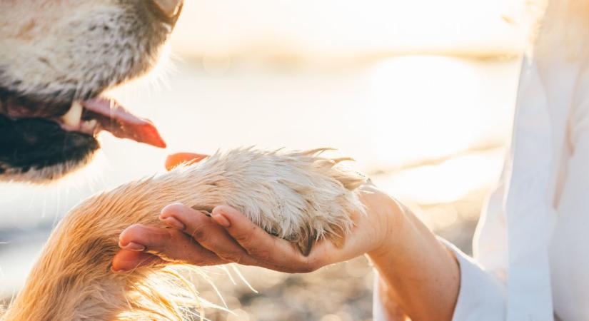 Ne szégyelljük a gyászunkat – Beszélgetés Onody Viktória társállatgyász-specialistával