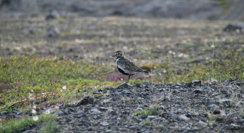 Akkora csapat aranylile tanyázott a Fehér-tavon, hogy az a tapasztalt szakértőket is meglepte