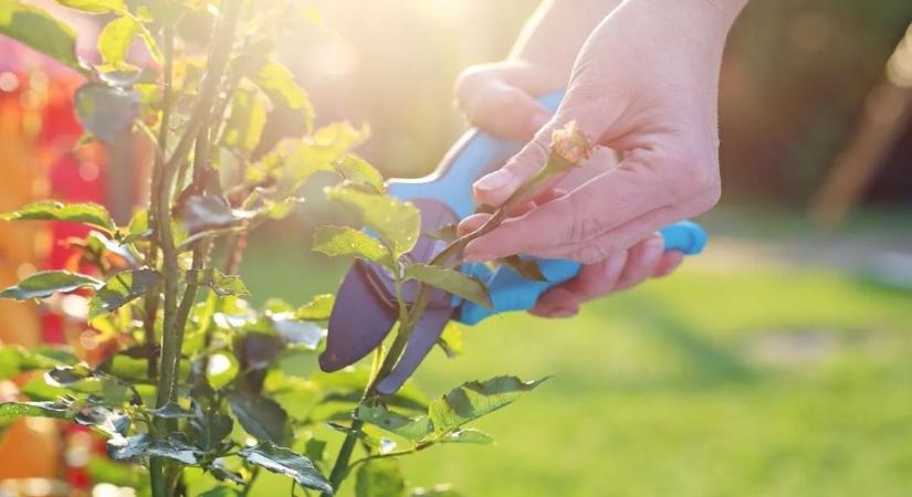 Metszőollót a kézbe: indul a tavaszi kerti szezon