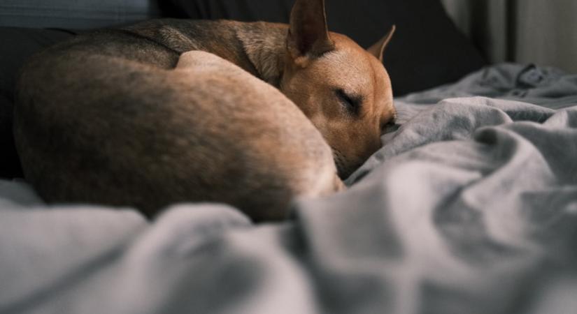 Ezért forog körbe a kutyád, mielőtt lefekszik
