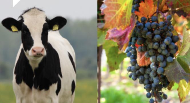 Így telt 2025 a Nébih-nél: megjelent a tavalyi évet összefoglaló kiadvány