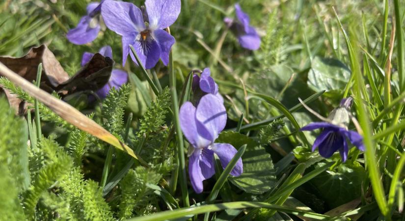 Marad a szeles tavasz