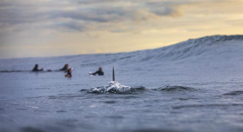 Túlélő kvíz: te is bedőltél a filmeknek?