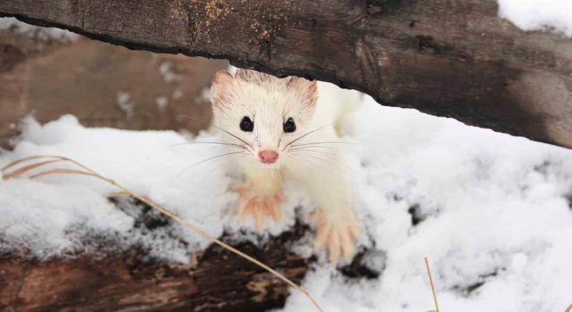 Ritkán látható ragadozó bújt elő Somogyban – felvételek is készültek róla