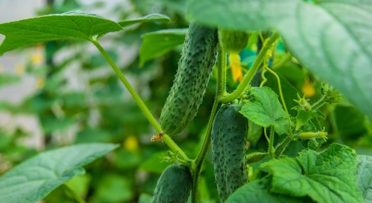 Beindult a szezon, esik az uborka ára