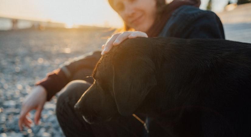 Ezért ne simogass soha idegen kutyát a fején