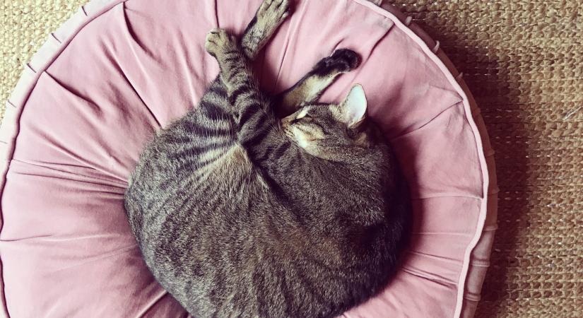 Hihetetlenül abszurd pózokban alszanak ezek a macskák: te láttál már ilyet? (videó)