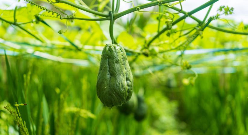Ez lehetne az igazi magyar szuperélelmiszer: alig ismerik itthon, pedig kilószám teremne a kertekben