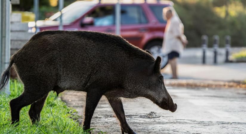 Nem mindennapi vásárló: vaddisznó tévedt egy bevásárlóközpontba