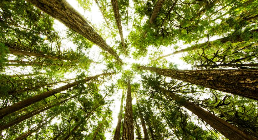 Ezt sok magyar rosszul tudja: rengeteg múlhat ezen a döntésen