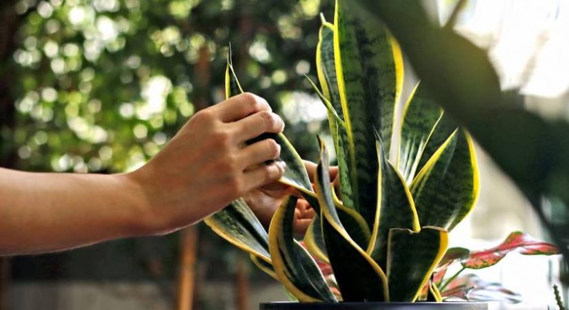 Ez az egyszerű szobanövény kivédi a wifi káros sugárzását? Meglepő, mit állítanak róla