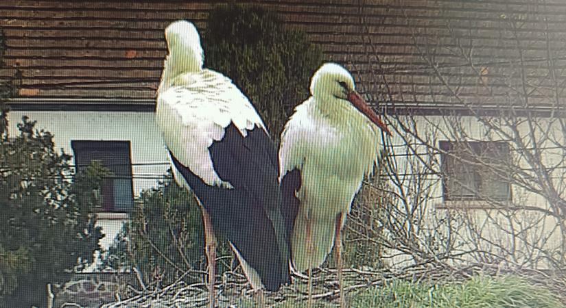 Fertőhomok: lassan családalapításra kész a helyi gólyapár