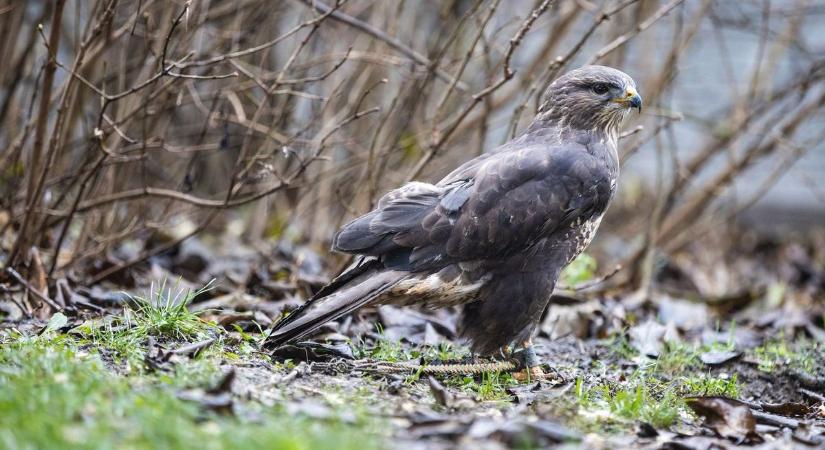 Védett madár pusztult el a vasi gazda csapdájában
