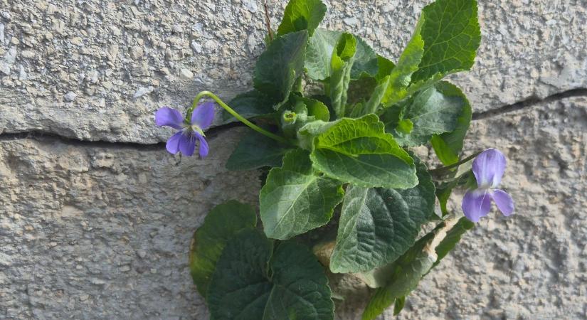 Olvasónk küldte: ibolya nő egy zalaegerszegi ház falában