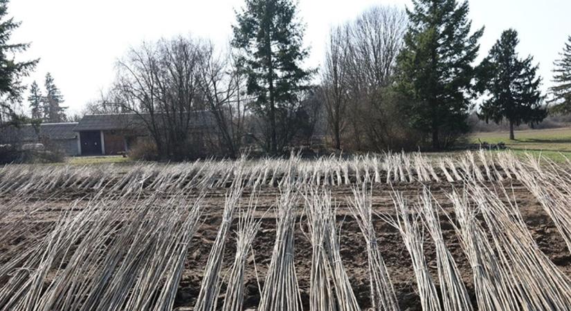 A jövő erdeje: csemeteneveléstől a zárt lombkoronáig