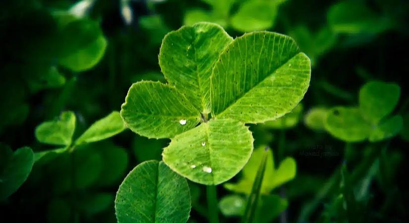 Március 20-án érkezik a Szerencse Manó! Ez a 4 csillagjegy a hét nyertese a szerencsehoroszkóp szerint