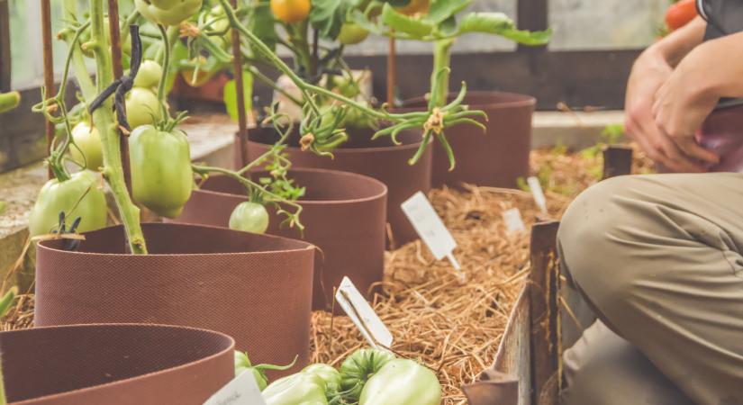 Gondolatok a konyhakert tervezéséről