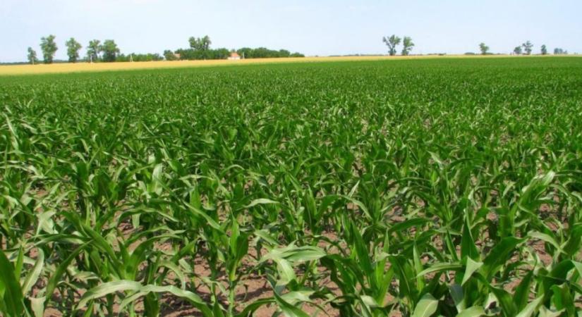 A támogatás a földet művelőknek jár, nem a tulajdonosoknak