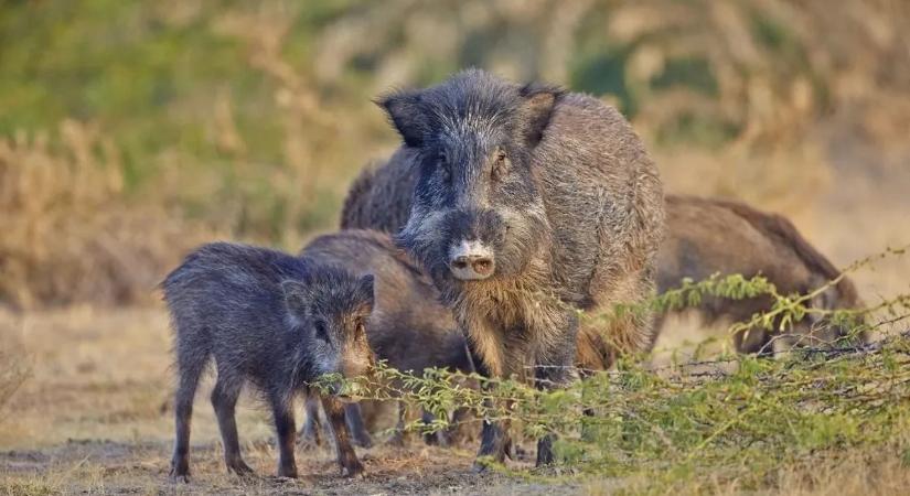 Foltos vadmalacok az erdőben – az aranyos kis jövevényekről készült fotók most bejárják a netet