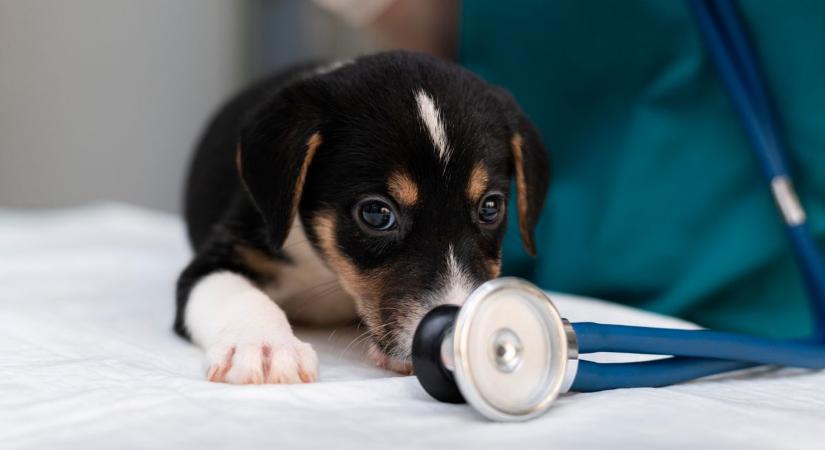 Új technológia a zalai állatorvosi rendelőben: ha baj van a kedvenccel, ez életmentő lehet