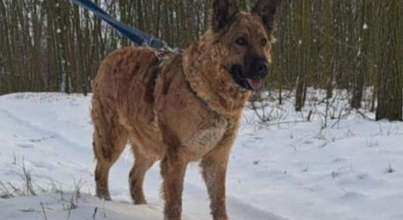 Mamóka, a barátságos, paksi kutyamama gazdát keres