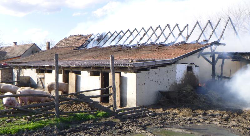 Lángolt az istálló, sertéseket is menteni kellett