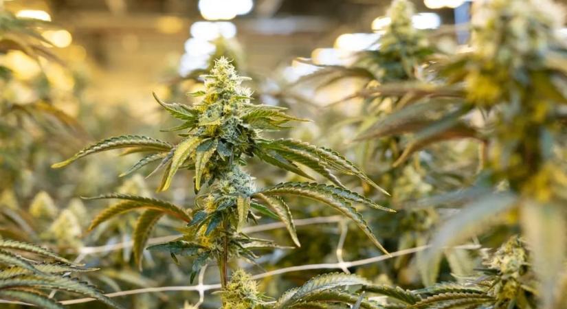 A kannabisz hatása sokkal vadabb, mint hitték