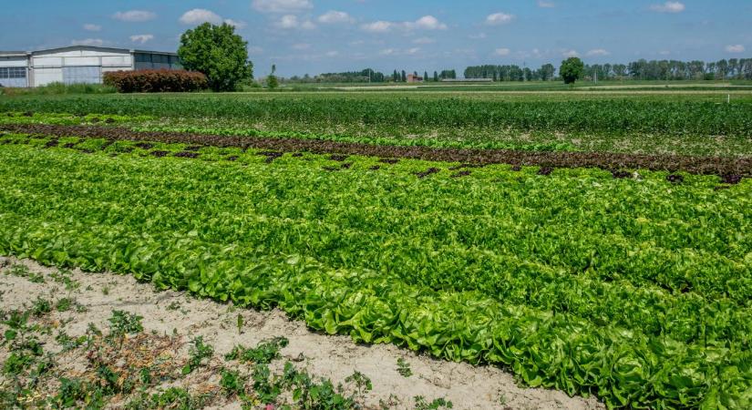Három hektár is elég lehet: ez a kis biofarm akár hét embernek is munkát ad