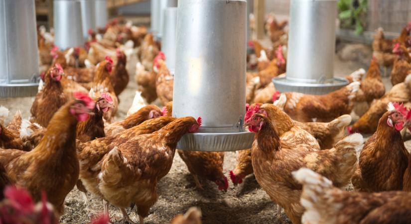 Gigaberuházás indul ebben a térségben: óriási üzemet épít a baromfis cég