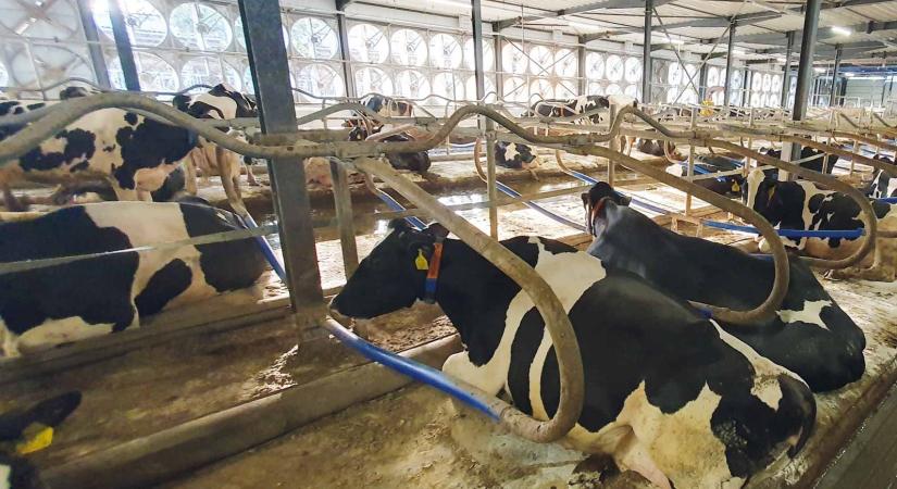 Egyelőre nem öntötték el a boltokat a külföldi tejek, hiába állít mást Lázár János