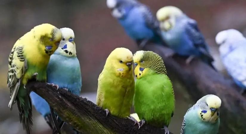 Miért tudnak beszélni egyes madarak?