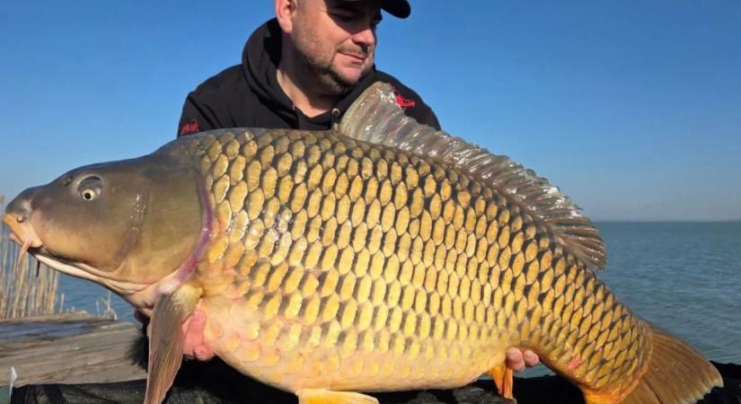 Elképesztő fogás: 450 méterről akadt horogra egy óriásponty a Balatonon