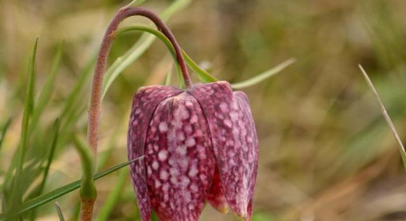 Fantasztikus dolog történik most a Mohácsi-szigeten: virágzik a kockásliliom