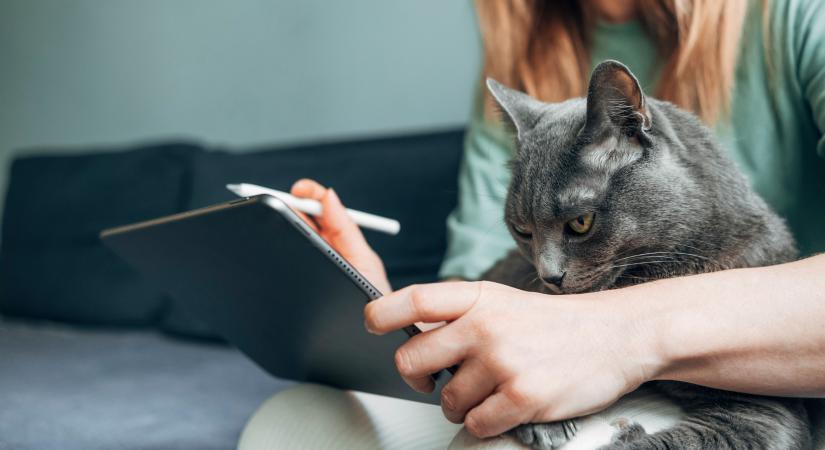 Ekkor érdemes macskaviselkedés-szakértőhöz fordulnod