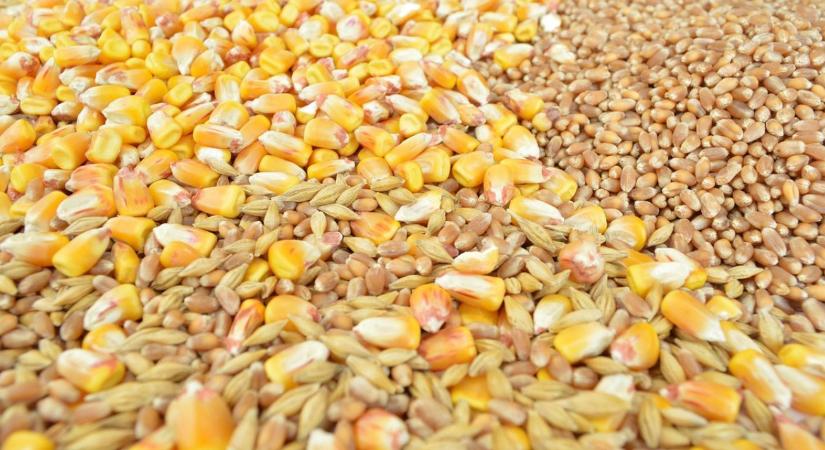 Rekordtermés, növekvő készletek – mit hoz a 2025/26-os gabonaszezon?