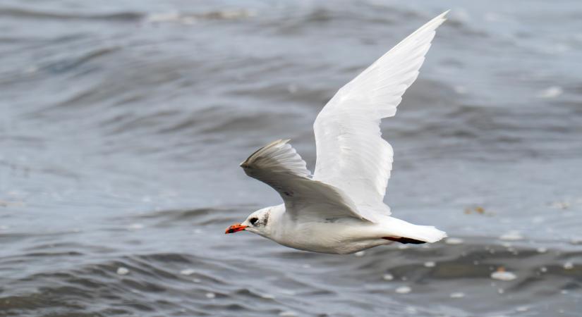 Egészen elképesztő, 18 év után hol bukkant fel a Fertőnél gyűrűzött madár