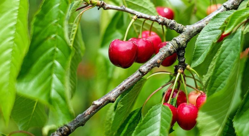 Cseresznyefa ültetés: milyen távolságra kerüljenek a fák?