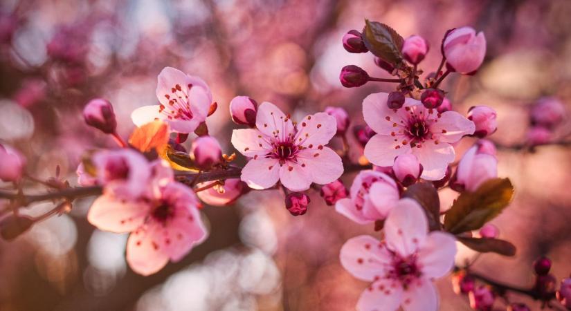 Új szabályozás a gyümölcs-szaporítóanyagoknál: ezek a növények lephetik el a piacot!