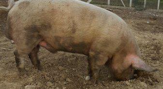 Felbukkant a sertésinfluenza Európában – embernél azonosították