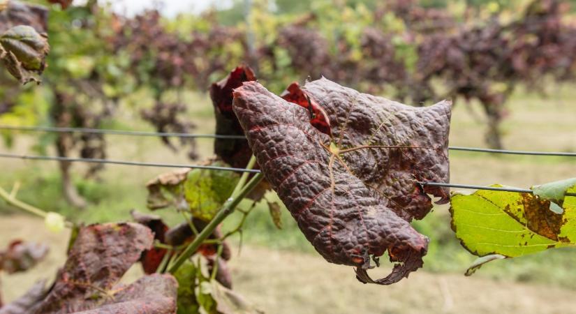 Újabb kormányzati lépés a magyarországi szőlőket pusztító veszélyes kór ellen