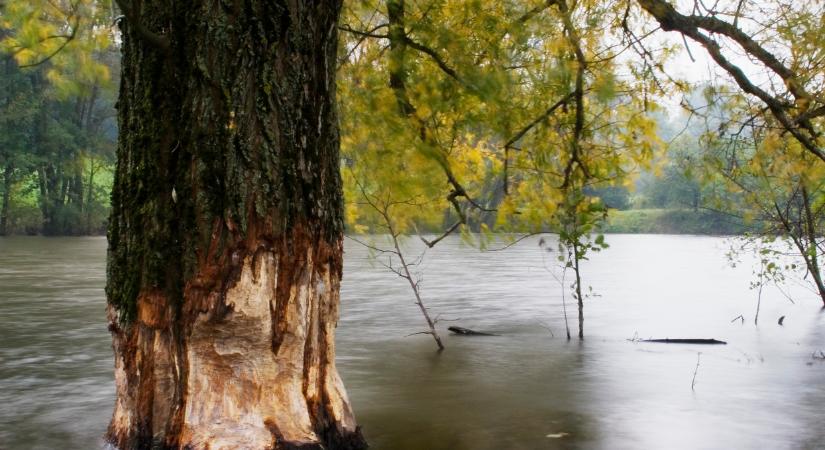Döbbenet, mi történt az Őrségben: hódok árasztották el az erdőt, lezárták a népszerű túrahelyet  Fotók