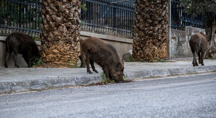 Akkora a baj, hogy elrendelték a vaddisznók kilövését ebben a térségben