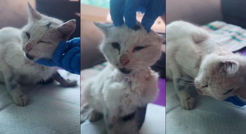 Túlélte a macska, akit egy nyíllal lőttek át Debrecenben, már az étvágya is hatalmas – videóval
