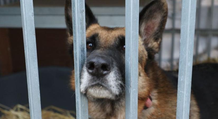 Kiderült, kik kaptak támogatást: 472 állatvédő szervezet nyert az 1 milliárdos pályázaton